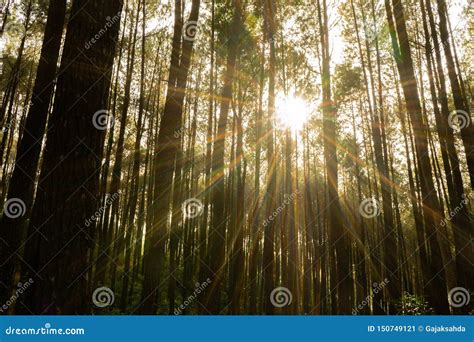 The Sun Shines Between Pine Trees In The Morning During Spring Stock
