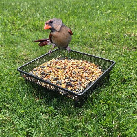 Ground Bird Feeder Tray For Feeding Birds That Feed Off The Ground