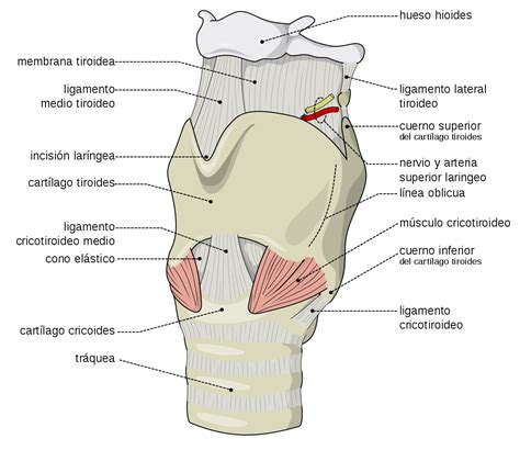 Esquema De La Faringe ¡fotos And Guía 2024