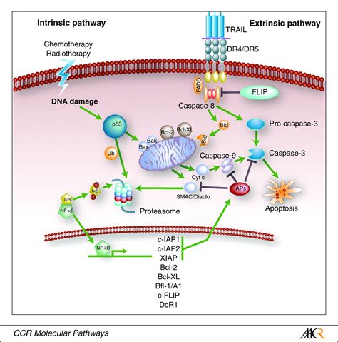 What is the difference between intrinsic and extrinsic motivation and how do teachers strike the balance in order to engage learners? Tumor Necrosis Factor-Related Apoptosis-Inducing Ligand ...