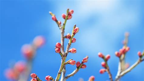 Spring Tree Buds Wallpapers And Images Wallpapers Pictures Photos