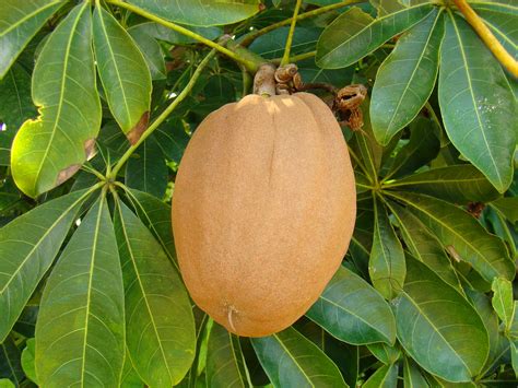 Malabar Chestnut Guiana Chestnut 2 Fruit 1 Flickr
