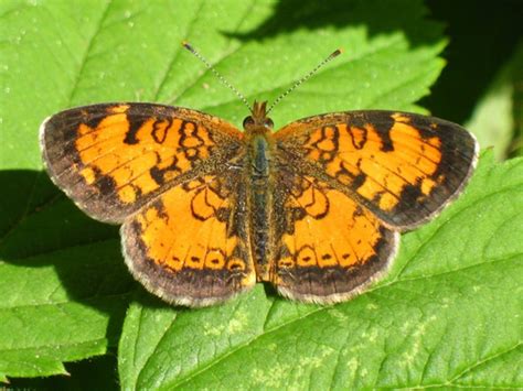 Orange Butterfly Identification And Guide To 29 Species Owlcation
