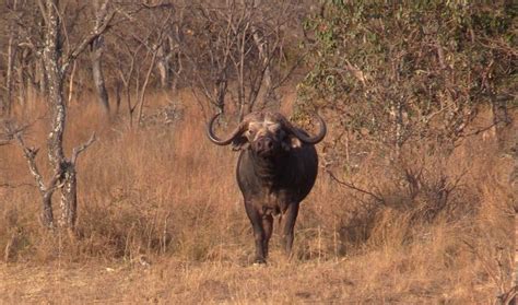 10 Day South Africa Cape Buffalo Hunt For Two Hunters Safari Club
