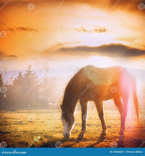 Horse Grazing At Sunset On Autumn Meadow Stock Image Image Of