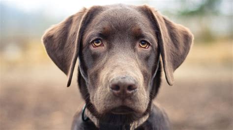 Dogs Can Process Faces Science Says American Kennel Club Dog