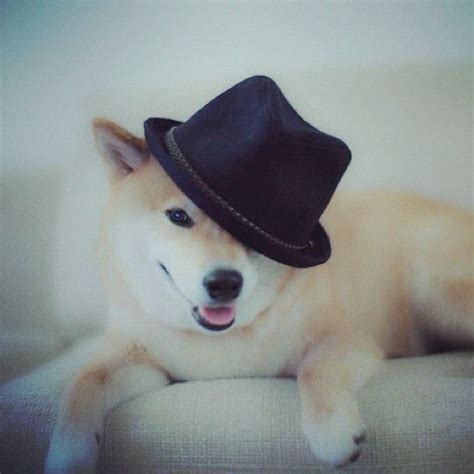 Pin By Navybluecats On Dogs Cute In Hats Shiba Inu Japanese Dogs