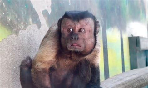 This Monkey With A Remarkably Human Like Face Is Freaking Chinas