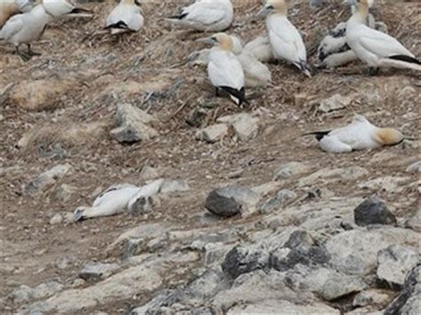 An Internationally Important Colony Of Seabirds On A Welsh Island Has Been Hit By Bird Flu