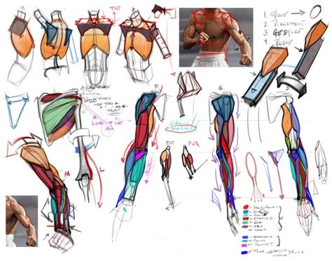 Artist Anatomy Reference