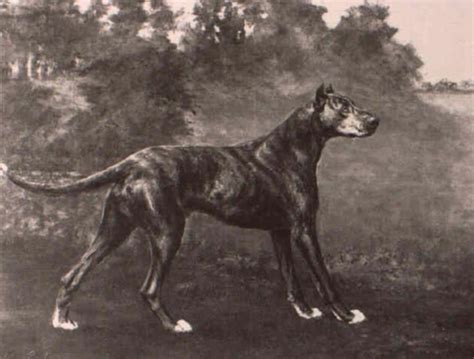 A Brief Snippet Of Great Dane History