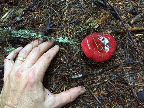 A Beautiful Fire Red Russula Rosacea Found In The Ford Pinchot