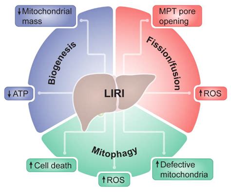 Biomedicines Free Full Text Preservation Of Mitochondrial Health In