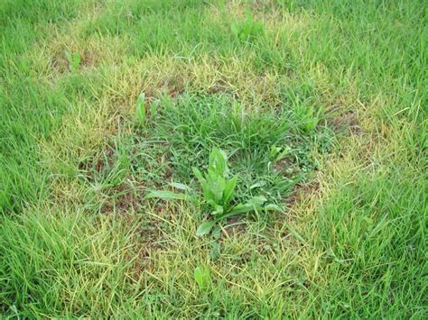 How To Get Rid Of Weeds And Fix Brown Grass In One Day With Zero Lawn