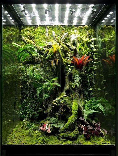 3 Best Bioactive Snake Terrarium Kits 2021 Self Sustaining Ecosystem