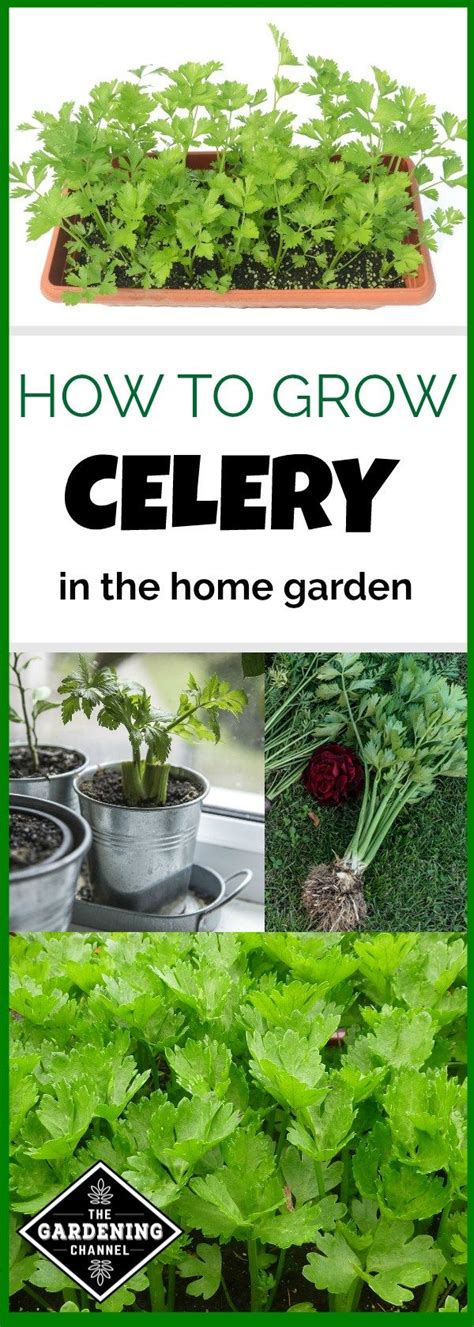 Learn How To Grow Celery Plants In Your Home Garden Be Sure To Plan