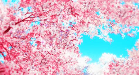 Sakura Petals On Tumblr