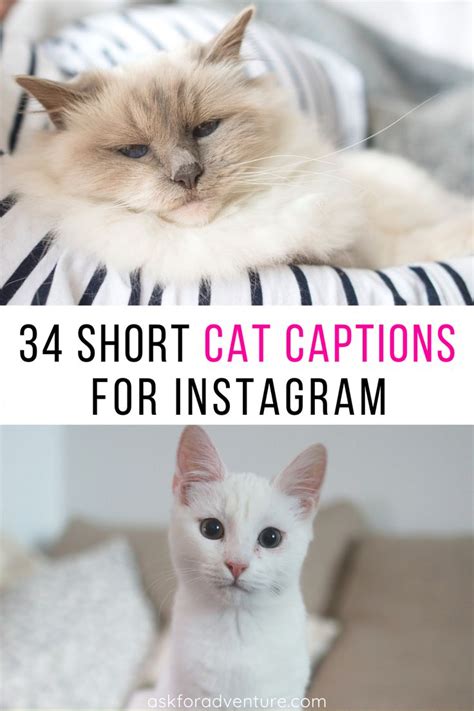 They become more sociable with everyone they meet. 34 Cute Cat Captions for Instagram Pictures of Cute ...