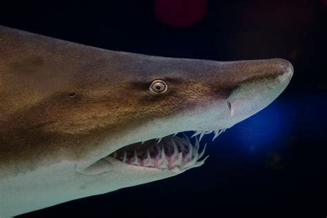 10 Of The Worlds Scariest Sharks What On Earth