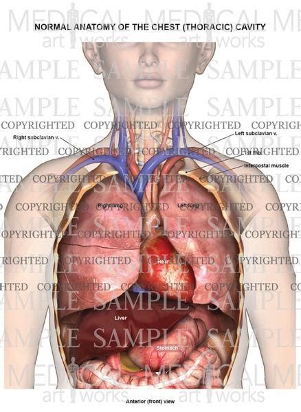 Learn about chest anatomy with free interactive flashcards. Chest Cavity Anatomy - Anatomy Drawing Diagram