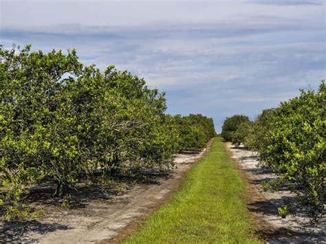 Easily find land by owner in polk county florida at landflip.com. West Frostproof Grove : Land for Sale in Frostproof, Polk ...