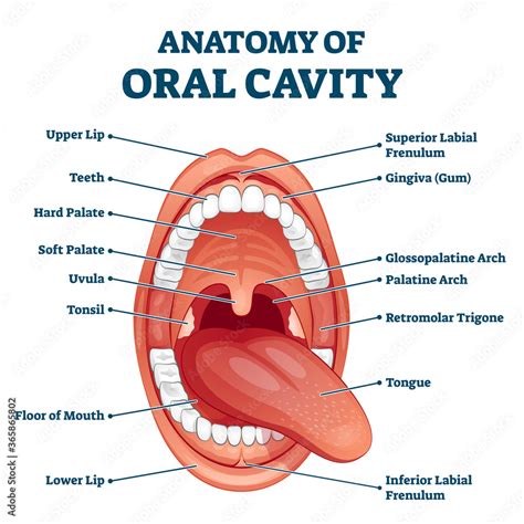 Oral Cavity Anatomy With Educational Labeled Structure Vector Illustration Stock Vector Adobe