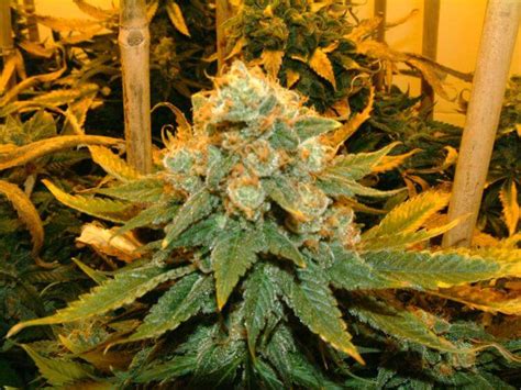 Northern lights amsterdam marijuana seedsoriginally developed on the west coast of canada, northern lights quickly established itself as premium breed pleasing grower and smokers alike. Venta de semillas Northern Light X de Genehtik Seeds