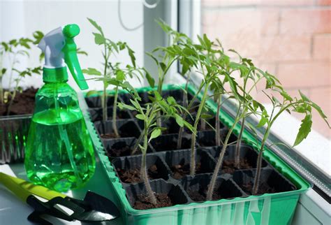 Can You Grow Tomatoes Indoors 4 Steps To Grow Tomatoes Inside