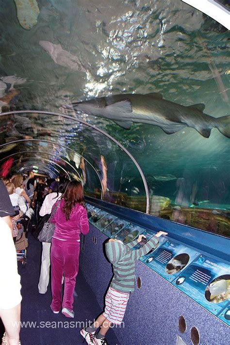 Sydney Aquarium Darling Harbour Sydneys Best Animal Encounters