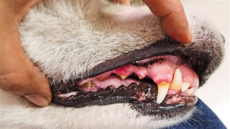 Crusty Scabs Around Dogs Mouth Causes And Remedies