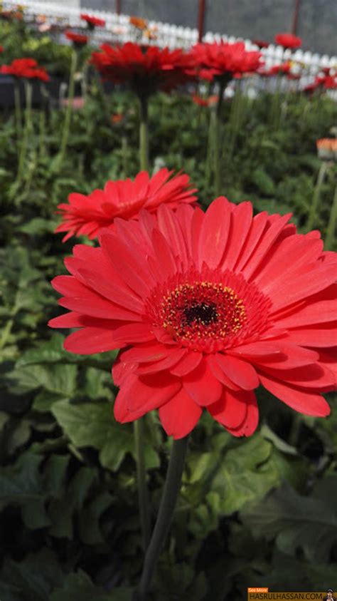 And you either need to reserve a table in advance or come at 6pm if you want to have dinner there!. Bunga Daisy Cantik di Lavender Garden, Cameron Highlands
