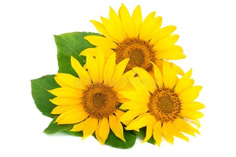 Three Sunflowers With Leaves Isolated On White Background Stock Image