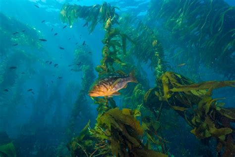Kelp Forests Thriving In Some Locations Despite Environmental Stressors