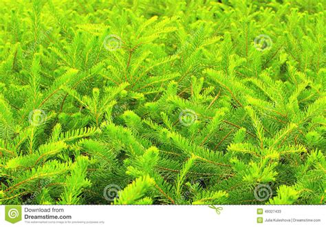 Green Pine Conifer Stock Image Image Of Evergreen Bushes 49327433