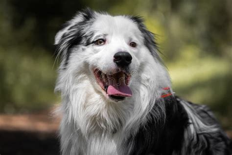 Close Up Of Beautiful And Happy Australian Shepherd On Forest Pathway