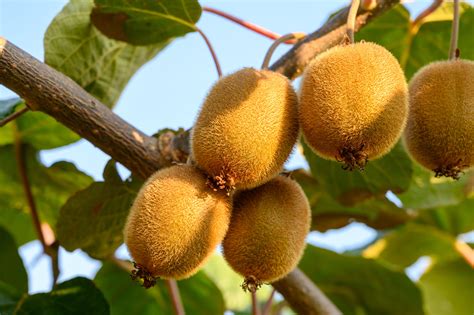 Top Kiwifruit Growing Regions And Recipes