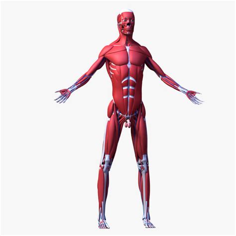 Sportsman with muscular chest and belly. 3d human male body anatomy model