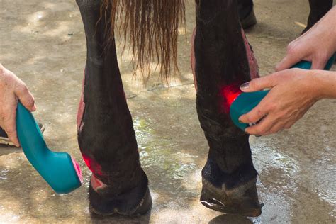 Puncture Wounds In Horses Symptoms Causes Diagnosis Treatment