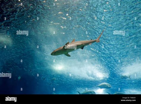 Salt Water Aquarium Shark Passing By Stock Photo Alamy