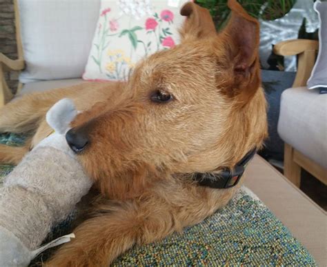 rusty iowa adopted irish terrier rescue network