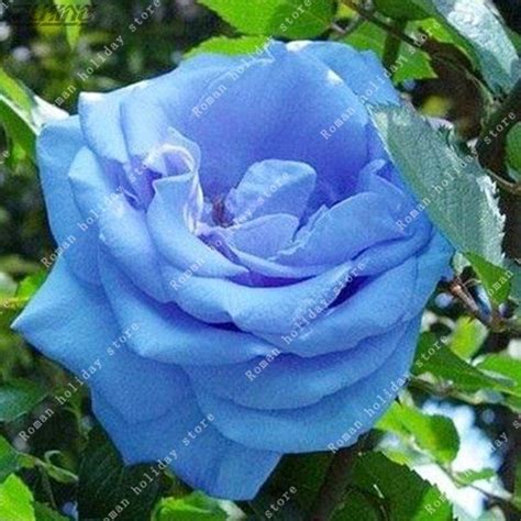 100pcs Blue Rose Seeds Rarest Holland Flower Diy Blue Enchantress To