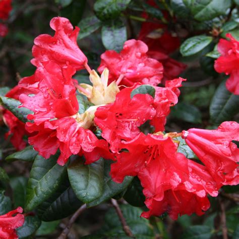 Rhododendron Scarlet Wonder