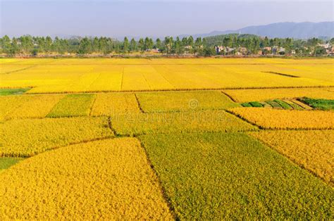 Golden Rice Field Stock Image Image Of Thailand Crop 35996397