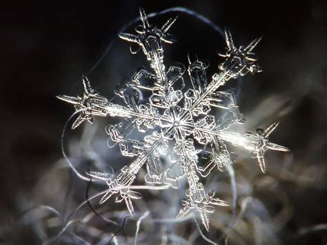 Pin By Darlene Boda On Pictures Snowflake Photos Amazing Macro