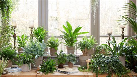 Free Download Indoor House Plants Logisticsras