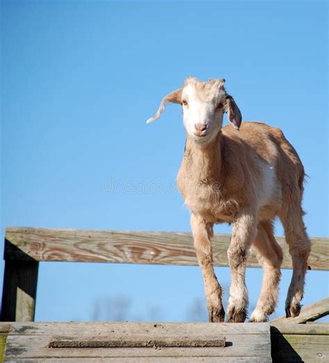 2 Kid Goat Jump Free Stock Photos Stockfreeimages