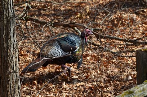 wild turkey male minnesota fridley springbrook nature… flickr