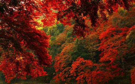 Red Autumn Forest Hd Wallpaper 2880x1800 31581