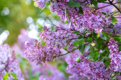 Lilac Blooms A Beautiful Bunch Of Lilac Spring Flowers Blooming