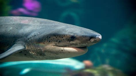 We have four live cameras set up so you can get a little bit of the aquarium experience, wherever you are! Live Shark Cam - Monterey Bay Aquarium - YouTube